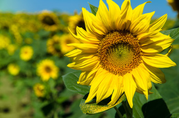 Fototapeta premium yellow sunflower