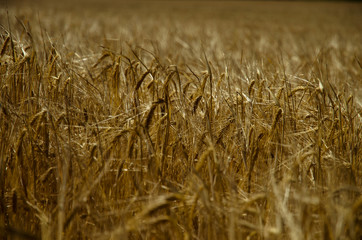 wheat field