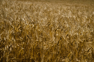 wheat field