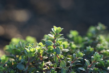 Thymus grows on a bed.
