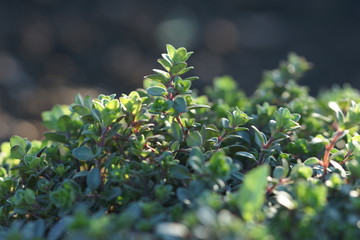 Thymus grows on a bed.