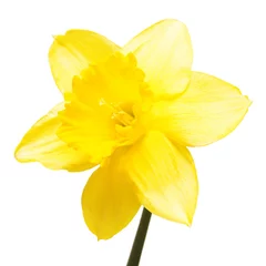 Fototapete Narzisse Yellow daffodil flower isolated on white background. Flat lay, top view