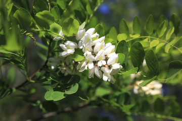 A brush of acacia blossoms