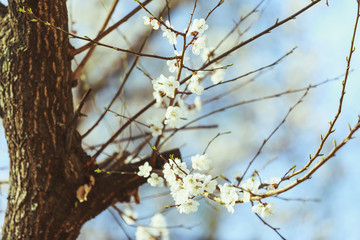 Apricot blossom. Fresh spring background