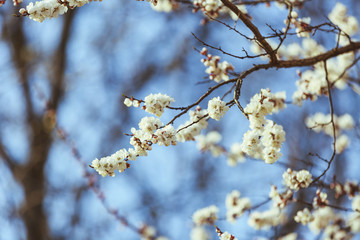 Apricot blossom. Fresh spring background