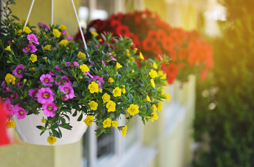 Naklejka premium Kosze wiszących petunii kwitną na balkonie. Kwiat petunii w roślinie ozdobnej.