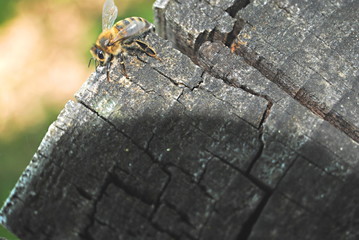 Abeille