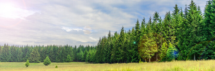 Wunderschöner landschaftlicher Nadelwald