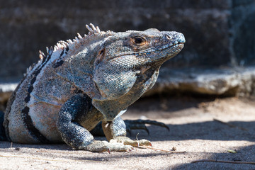 Fototapeta premium Bluish iguana in Costa Rica