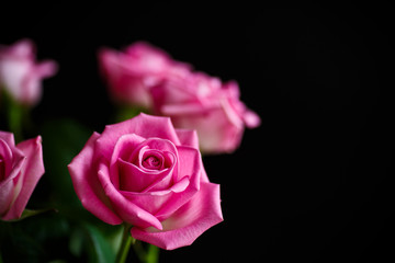Fototapeta premium Beautiful pink rose