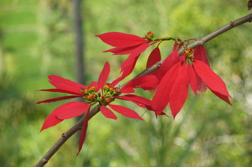 Weihnachtsstern auf Bali