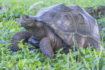 Fototapeta premium Close Up of Giant Tortoise of Santa Cruz in Galapagos Islands Ecuador