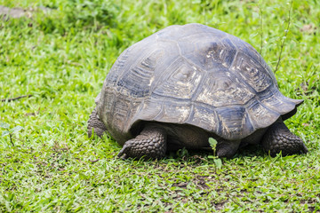 Close Up of Giant Tortoise of Santa Cruz in Galapagos Islands Ecuador