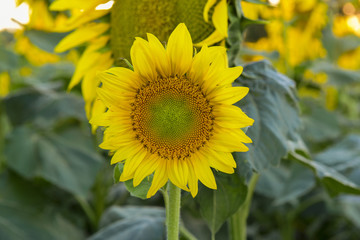 Sunflower, Pampas landscape, Argentina