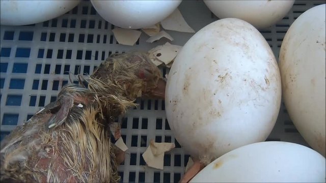 chick goose just born
