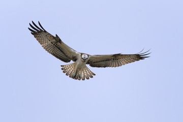 Fototapeta premium Osprey Pandion haliaetus in flight - hunting bird, blue sky natural background