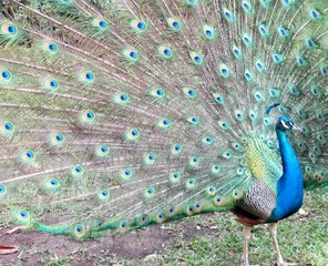 Obraz premium .......PAVO REAL