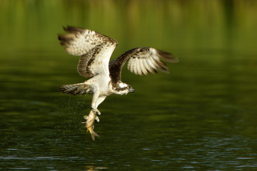 Osprey Pandion haliaetus carrying caught fish, natural background