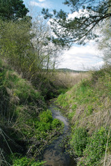 Meandering stream among wild bushes