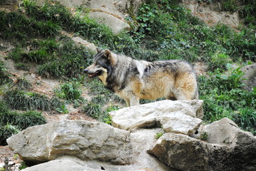 Loup