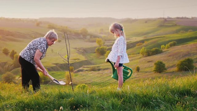 Senior woman, together with her granddaughter, plant a tree. Against the background of a beautiful green landscape. Concept - activity in the elderly, a healthy lifestyle