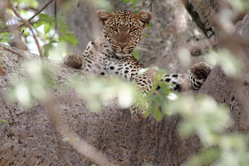Leopard entspannt auf Baum