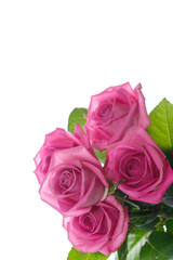 Beautiful pink rose