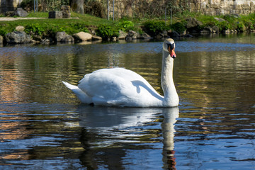 Schwimmender wilder Schwan