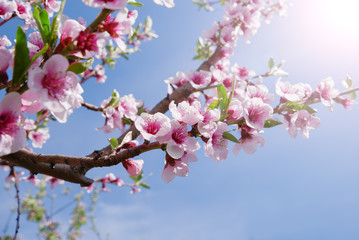 Apple orchard. Blossom tree over nature background. Spring flowers. Background