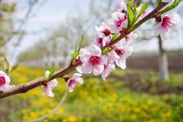 image of a blossoming apple tree in orchard,spring theme