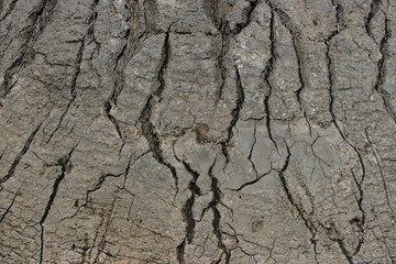 Tree bark