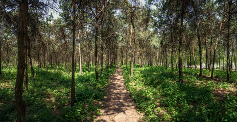 Pine forest. Path. Mirgorod. Resort. Panorama.