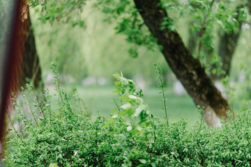 Fototapeta premium Spring Nature. Beautiful Landscape. Tranquil Background