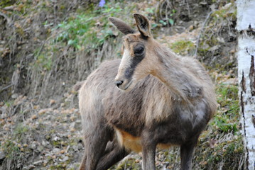 Isard