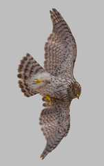 Hawk in flight