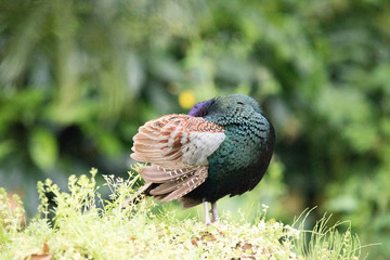 野鳥　キジ