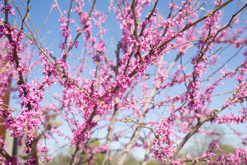 red blossoms