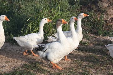 Snow goose spread them wings.