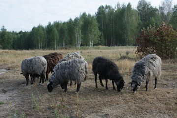 Naklejka na ściany i meble Group of grazing sheep.
