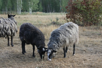 Obraz premium Group of grazing sheep.