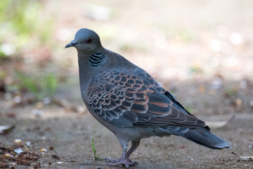 Obraz premium 野鳥 キジバト