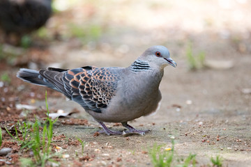 野鳥　キジバト
