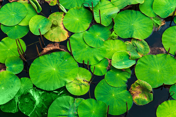 Green tropical leaves background.