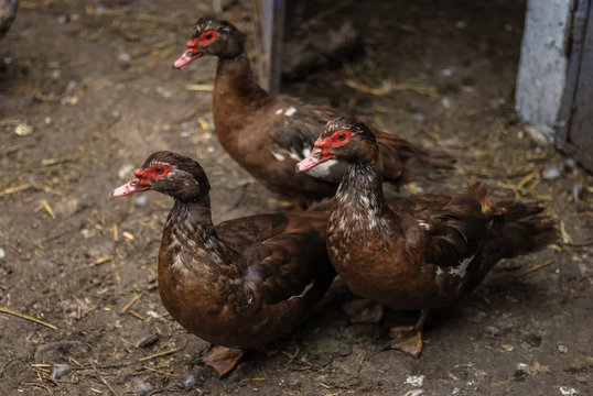 Natural household farm animals. Ducks close up portrait.