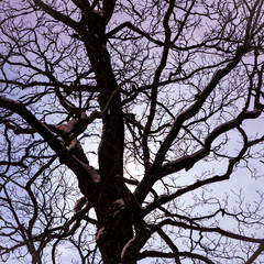 Moon shine through big tree at night