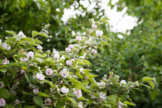 Quince flowers blossom. Cydonia oblonga flowers. Spring tree fruit blossoming. 