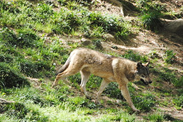Loup