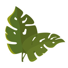 tropical summer leafs decorative vector illustration design