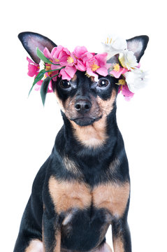 dog, Toy Terrier in a wreath of flowers . isolated
