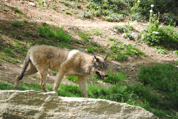 Loup